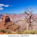 美国人狗zozo一7 4l8vtlqzc