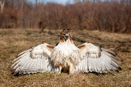日本无码欧美一区免费 日本无码欧美一区免费
