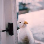 彩翼无遮挡漫画 y1cg5m